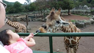 キリンにえさがあげられます！