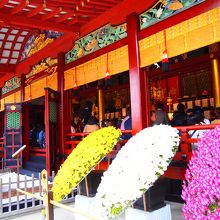 菊がキレイです。