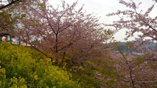 河津桜が有名なお花見スポット