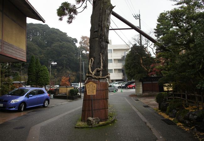 三代加賀藩主・前田利常によって植えられたとされる樹齢約400年の巨木