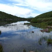 シャクナゲ岳の山麓のシャクナゲ沼