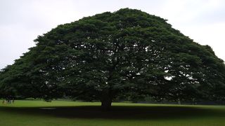 ハワイに来た気持ちになります