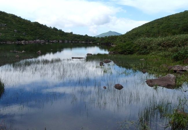 シャクナゲ岳の山麓のシャクナゲ沼