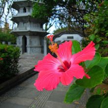 11月ですが沖縄らしいハイビスカスが元気でした