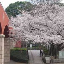 芸亭の櫻