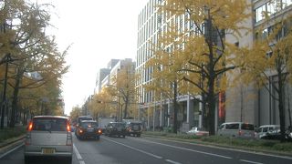 御堂筋は黄葉の名所です。