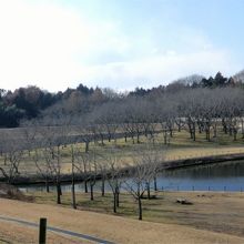 ぼっちゃん湖 枯れ木が桜です。春はここが花でいっぱいに。