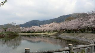 桜の景勝地。筑波山界隈の桜では一番のおすすめ。