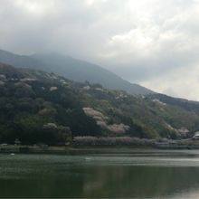 山桜の咲く頃
