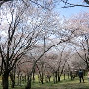 雅なお花見。西の吉野・東の桜川とはここです。