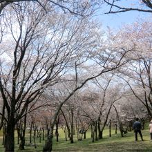 高低差のある広い公園内に山桜がいっぱい。