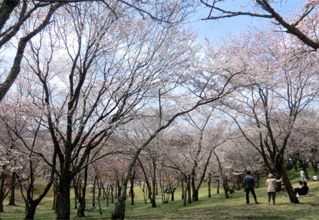 雅なお花見。西の吉野・東の桜川とはここです。