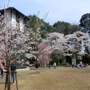 桜の美しい公園