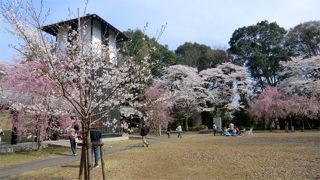桜の美しい公園