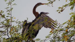 ケオラデオ国立公園