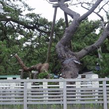 羽衣は掛かっていませんでした