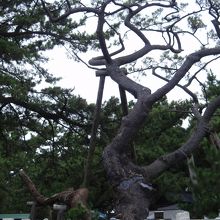 天女は踊っていませんでした