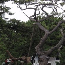 天女は水遊びをしていませんでした