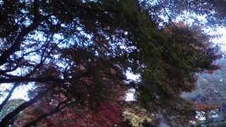 紅葉を見にいってきました