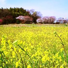 春の見沼通船堀付近。