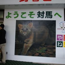 到着ロビーのツシマヤマネコ