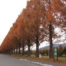 直線に伸びる褐色の並木、晩秋は魅力が倍増です。