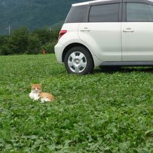 キャンプもオススメです。