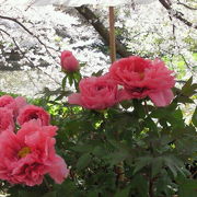 桜と牡丹の競演