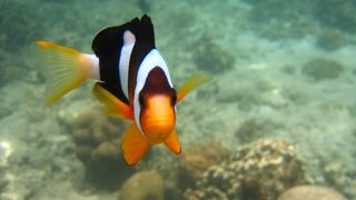 手軽にスノーケリング　＠サピ島