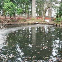 「池の御霊」と呼ばれている出羽三山神社の鏡池