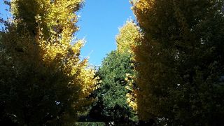 青山の裏通りに佇む神社