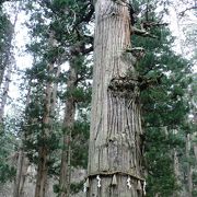 羽黒山内一の巨木、爺杉（じじすぎ）