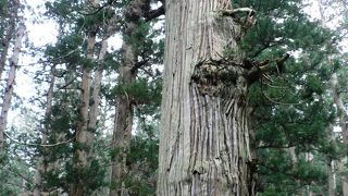 羽黒山内一の巨木、爺杉（じじすぎ）