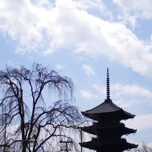 残念、不二桜はまだ咲いてませんでした