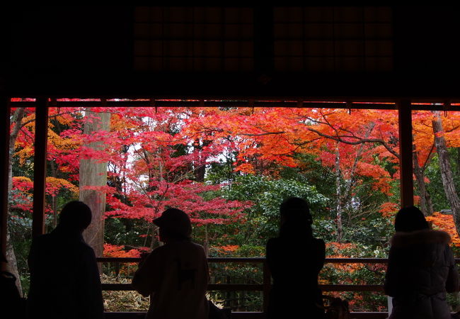 秋の特別公開、紅葉庭　大法院。これは穴場でしょ～！！