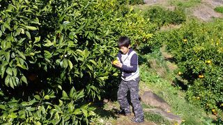 伊豆でみかん狩りをするならここ