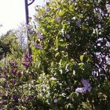 ライラックまつりの頃に撮影しました