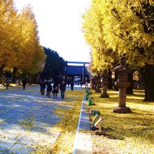 靖国神社イチョウ並木