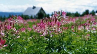 ラベンダー畑駅まで