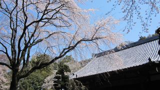 仁王門と桜の参道