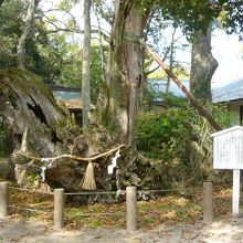 能因法師雨乞いの樟