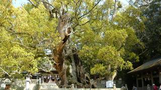 樹齢2600年にもなる神木の大楠がある