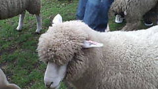 牧場がでかーーーーい