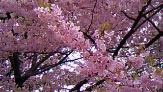 のんびり散策できます