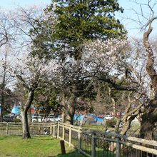 日本さくら名所100選、鶴岡公園（つるおかこうえん）