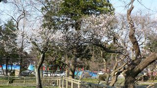 日本さくら名所100選、日本の歴史公園100選の鶴岡公園（つるおかこうえん）