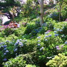 紫陽花の群集