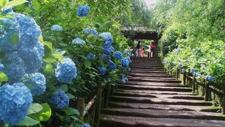 ブルーの紫陽花でいっぱいになります