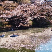 桜が浮かぶ千鳥がふち