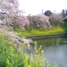 千鳥がふちの奥に